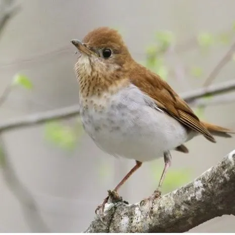 thumbnail for publication: Bird Monitoring Projects for Youth: Leader's Guide